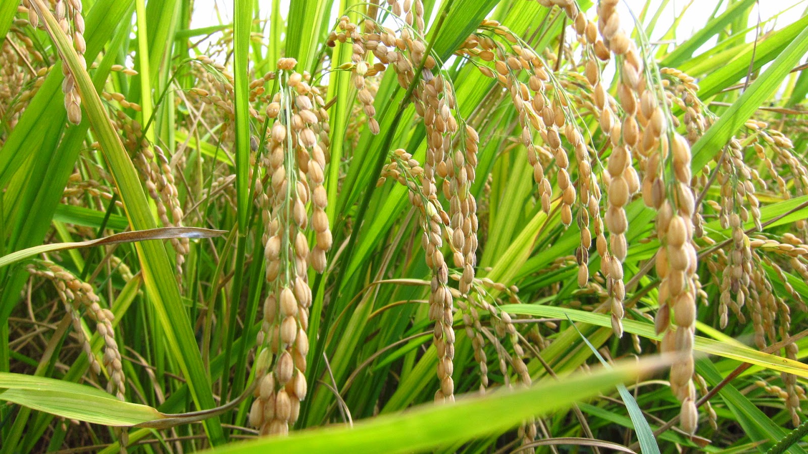 Organic-Golden-Rice-2